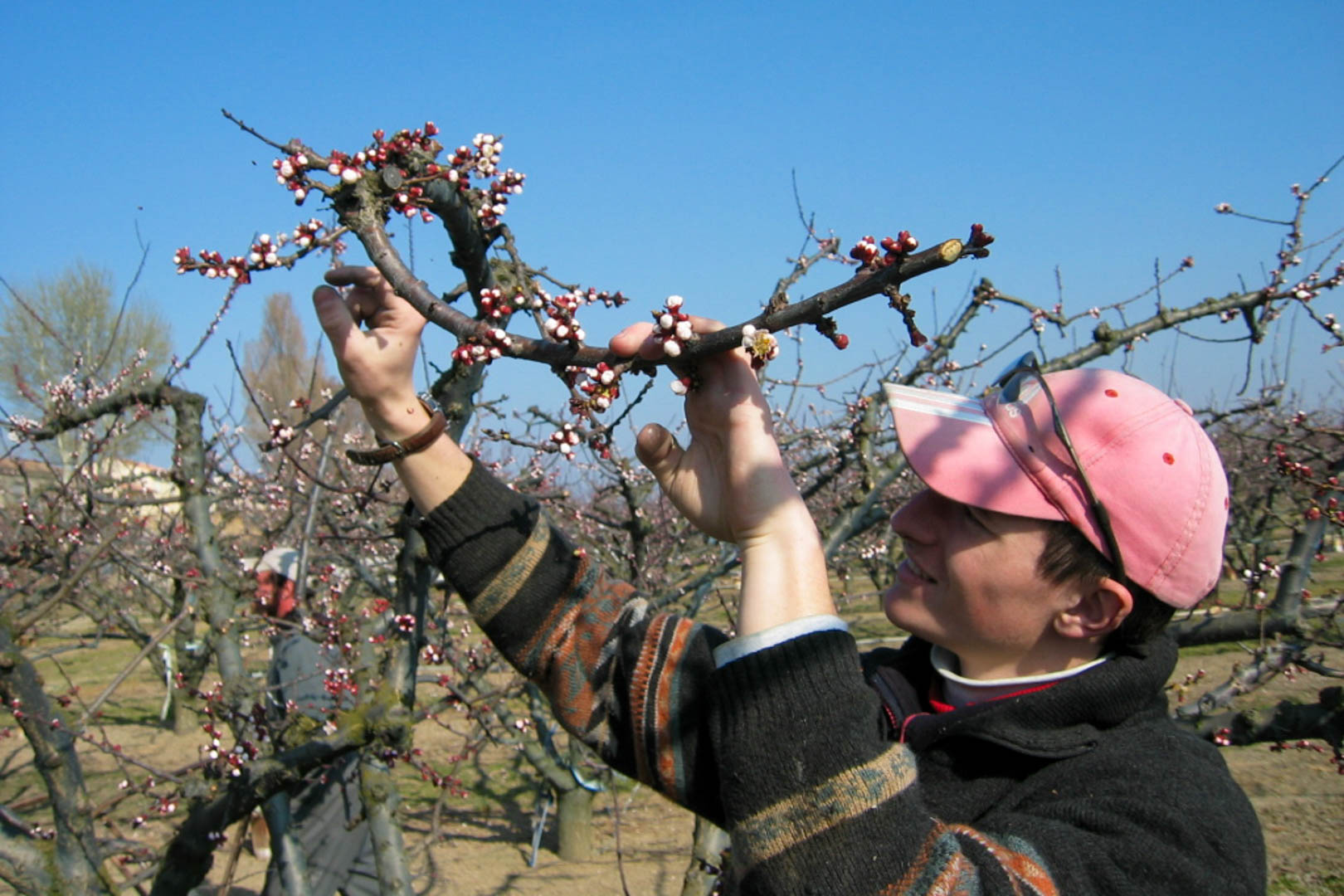 Spring work in orchards and flowers at risk of frost