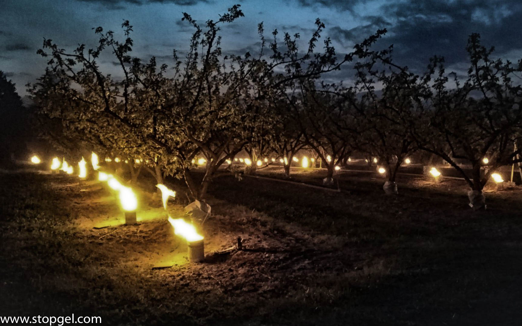 STOPGEL VERTE dans un champ d'arbres fruitiers produit 50% d'énergie en plus des autres bougies